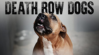 Death Row Dogs