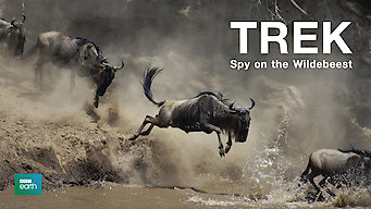 Trek: Spy on the Wildebeest