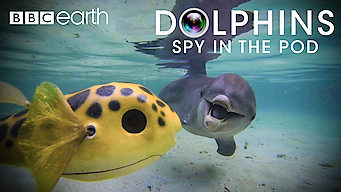 Dolphins: Spy in the Pod