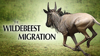 The Wildebeest Migration