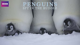 Penguins: Spy in the Huddle