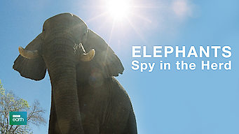 Elephants: Spy in the Herd